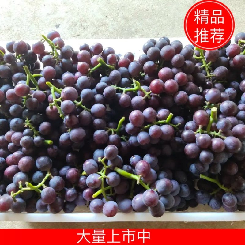 精品巨峰葡萄品质佳货源足支持视频看货全国代收代发
