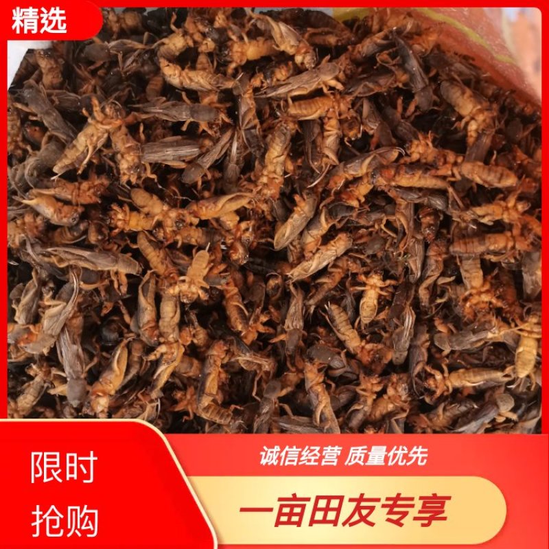 蝼蛄干中药材，个头大