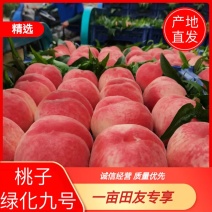 河北桃子绿化九号桃个头大口感好货源充足欢迎来电