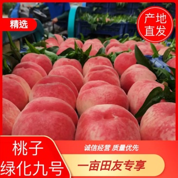 河北桃子绿化九号桃个头大口感好货源充足欢迎来电