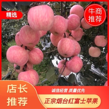 栖霞红富士苹果烟台苹果产地直销需要的老板联系我吧