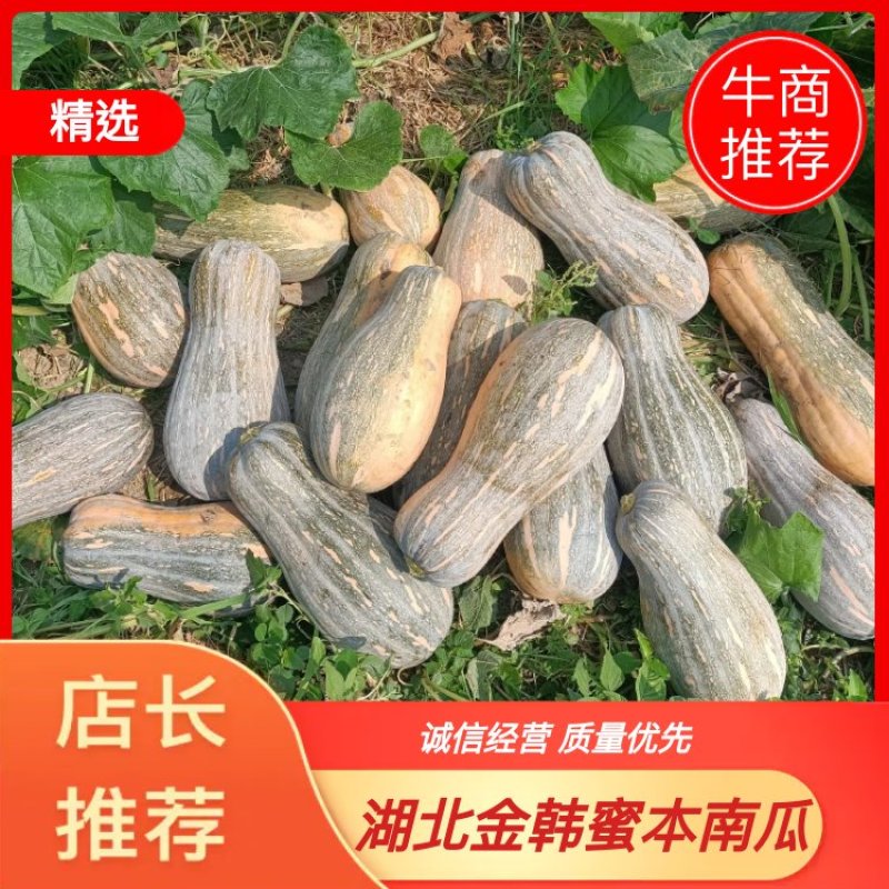 湖北宜城南瓜金韩蜜本老南瓜大量现货供应欢迎咨询选购