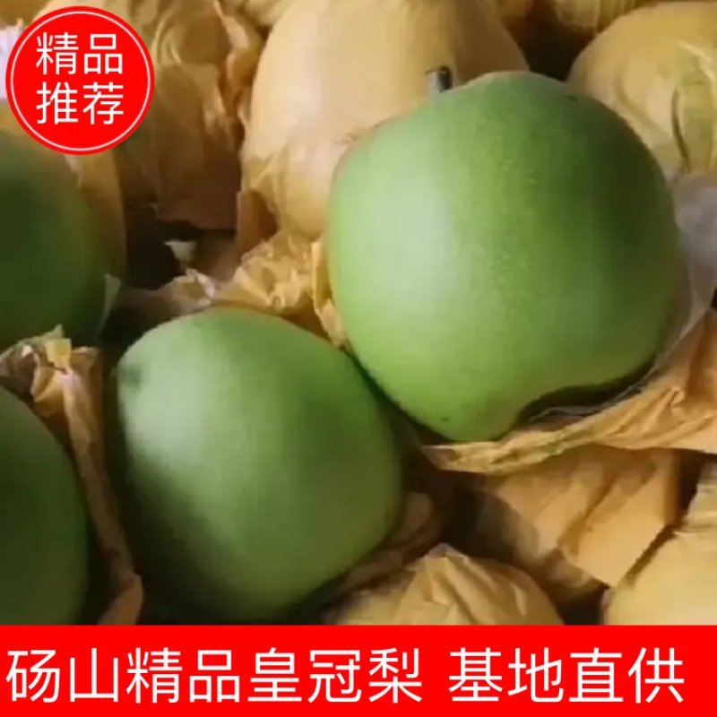 砀山精品皇冠梨大量上市质量好价位便宜。朋友们采购。