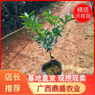 【推荐】精品大叶纸壳头沃柑大杯苗基地直发欢迎选购！