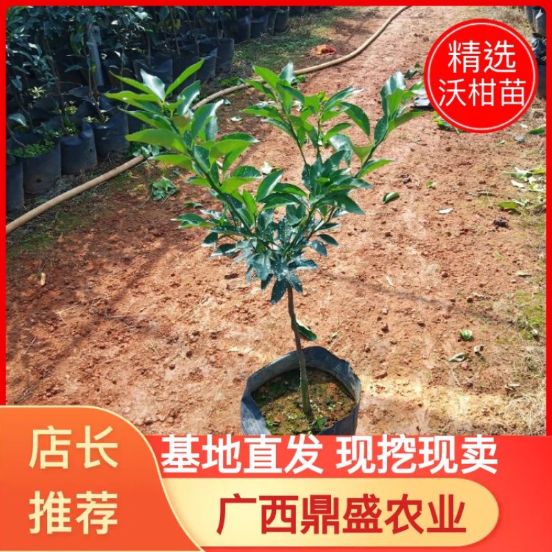 【推荐】精品大叶纸壳头沃柑大杯苗基地直发欢迎选购！