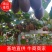 猕猴桃，周至翠香猕猴桃口感香甜个大味美支持一件代发