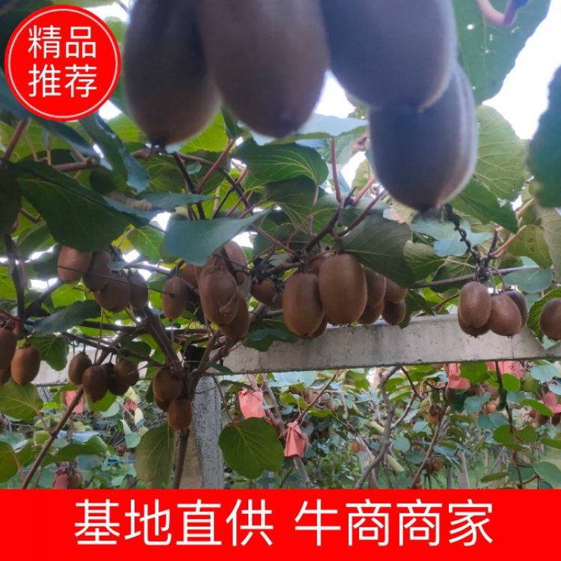 猕猴桃，周至翠香猕猴桃口感香甜个大味美支持一件代发