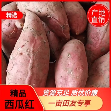 福建红薯西瓜红，一手货源，诚信经营，发往全国各地