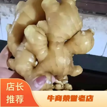 【视频看货】优质小黄姜一手货源,保质保量价格优惠