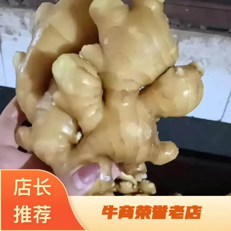 【视频看货】优质小黄姜一手货源，保质保量价格优惠