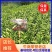 四川苍溪柑桔苗明日见柑桔苗全国发货,基地现挖包成活率
