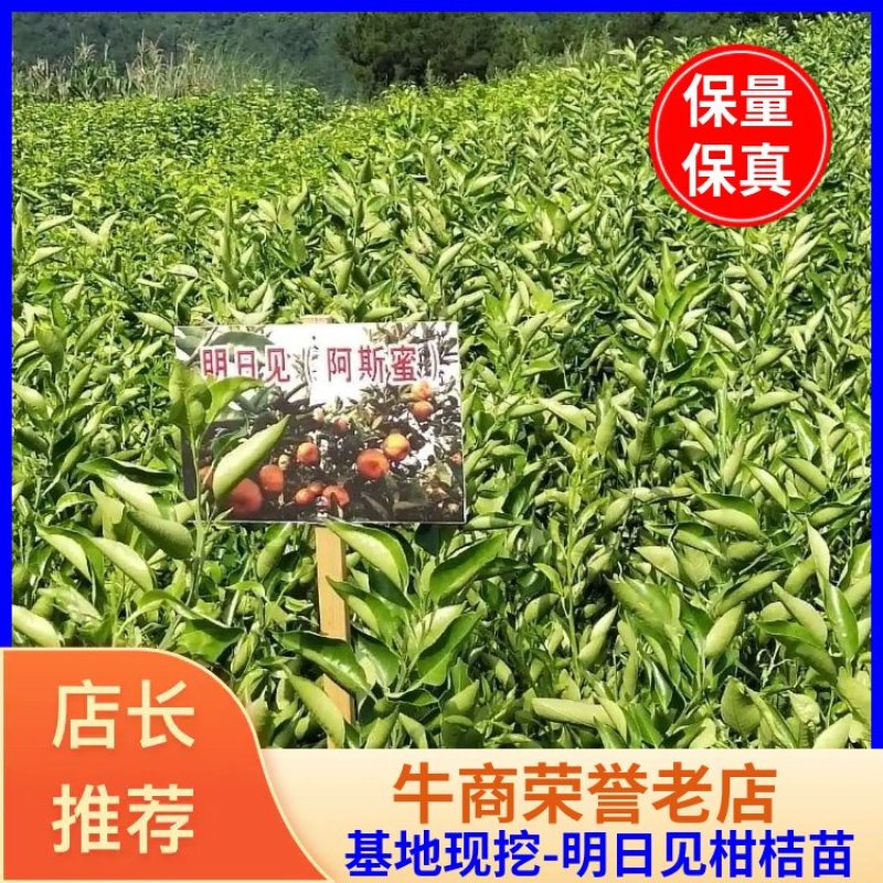 四川苍溪柑桔苗明日见柑桔苗全国发货，基地现挖包成活率