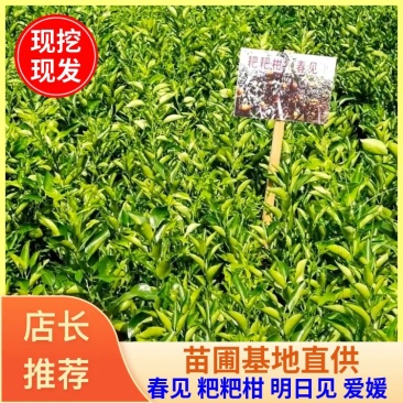 四川苍溪柑桔苗,耙耙柑春见现挖现发,包技术,全国发货