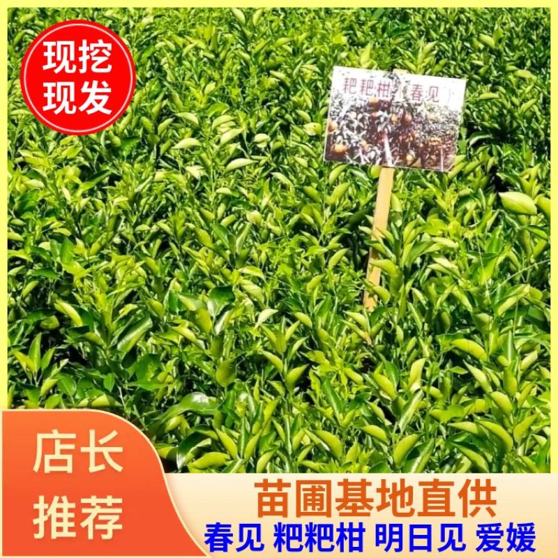 四川苍溪柑桔苗，耙耙柑春见现挖现发，包技术，全国发货