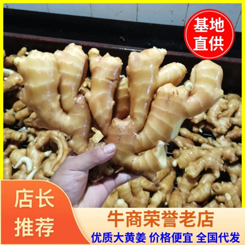山东优质鲜姜大黄姜货源充足代存生姜代卖生姜全国