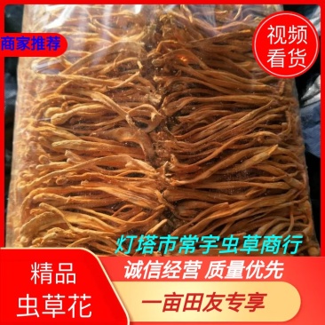 【排草中粗条】【李大人村】产地批发东北土特产，虫草花干
