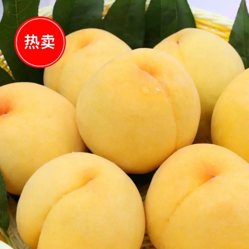山东蒙阴黄毛桃锦绣黄桃现摘现发新鲜包邮