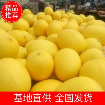 哈密瓜-西州蜜17号-86王-黄86-黄蛋-塞上明珠