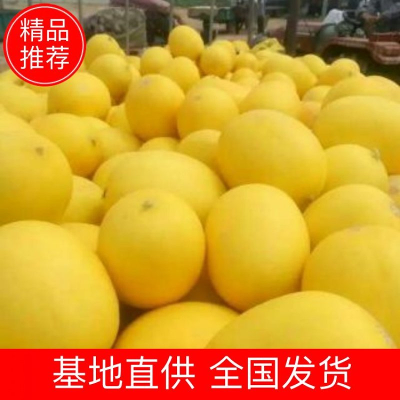 哈密瓜-西州蜜17号-86王-黄86-黄蛋-塞上明珠