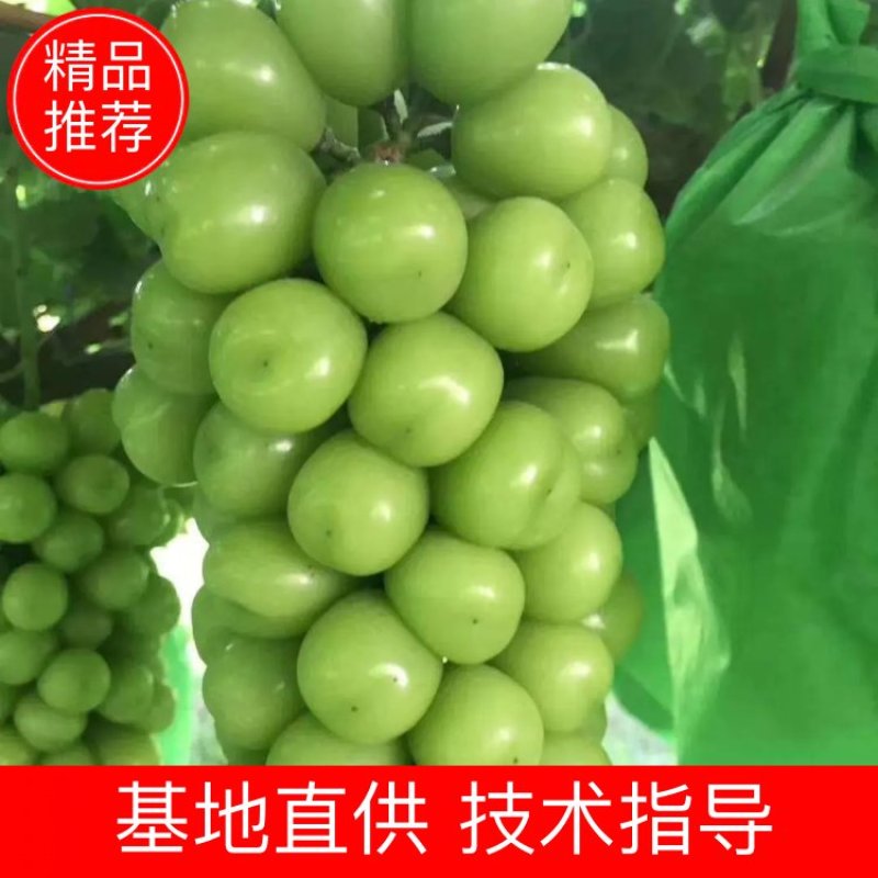 陕西阳光玫瑰产地直发，质量保证。