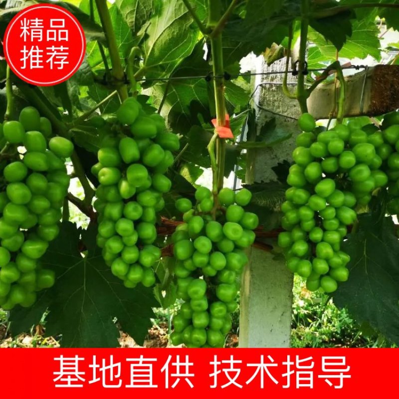 陕西阳光玫瑰产地直发，质量保证。