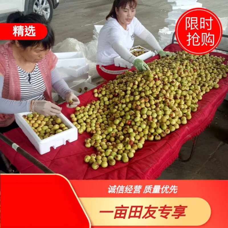 陕西大荔冬枣大量上市。产地直发货源充足