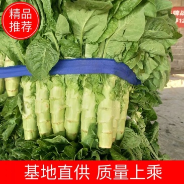 兰陵县三青圆叶莴笋红叶莴笋合作社直供无裂口无空心无起苔