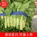 兰陵县三青圆叶莴笋红叶莴笋合作社直供无裂口无空心无起苔