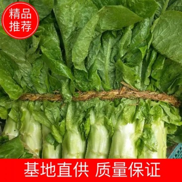 山东兰陵县三青皮莴笋红叶莴笋基地直供货源充足