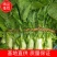 山东兰陵县三青皮莴笋红叶莴笋基地直供货源充足