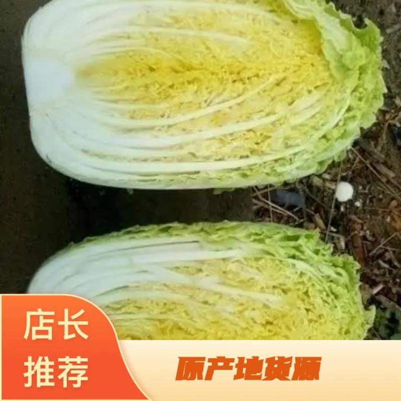 河北邯郸产地大白菜，黄心，个头大小都有，欢迎全国商超采购