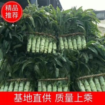 红叶香莴苣高度50_55，单棵重1.5斤以上，基地直供