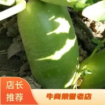 山西忻州青萝卜791玉美人绿宝农场主大量上市有要的联系