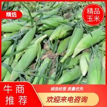 广东海丰水果玉米大量上市！长期供应精品优质太阳花