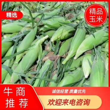 广西海丰水果玉米大量上市！长期供应精品优质太阳花