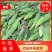 广西海丰水果玉米大量上市！长期供应精品优质太阳花
