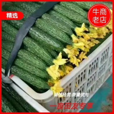 密刺黄瓜干花带刺22~25公分山东聊城莘县青瓜