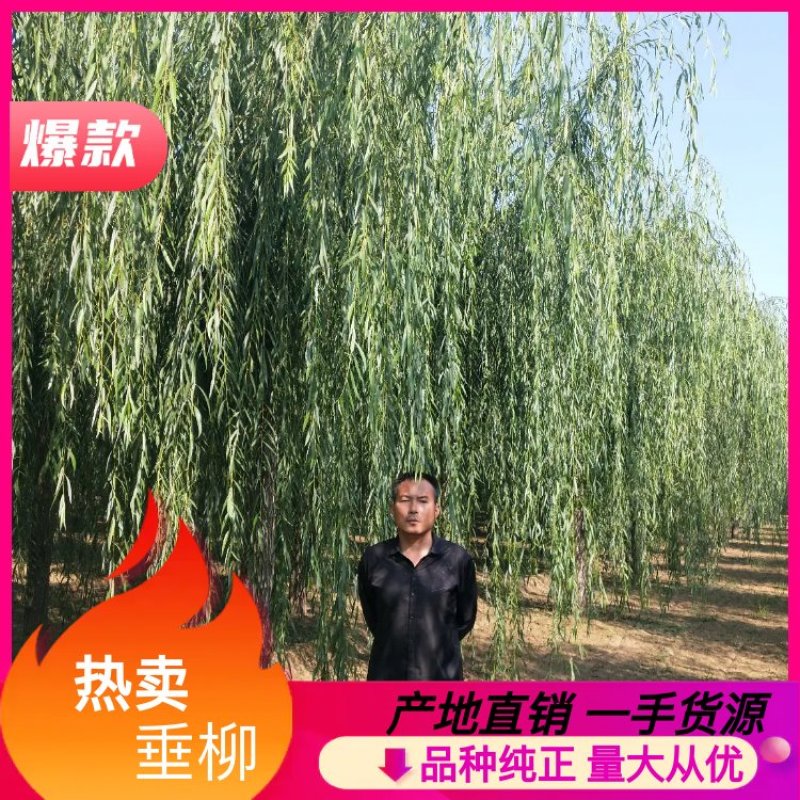 （工程绿化）嫁接垂柳10一25公分，杆直冠好移栽成活率极高