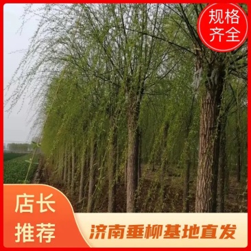 垂柳，柳树基地。规格全，质优价廉，服务周到