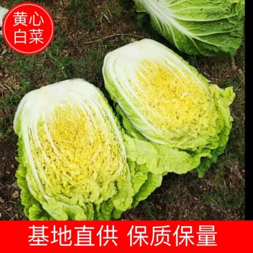 【白菜】河北黄心白菜4-6斤口感好可视频看货全国发货