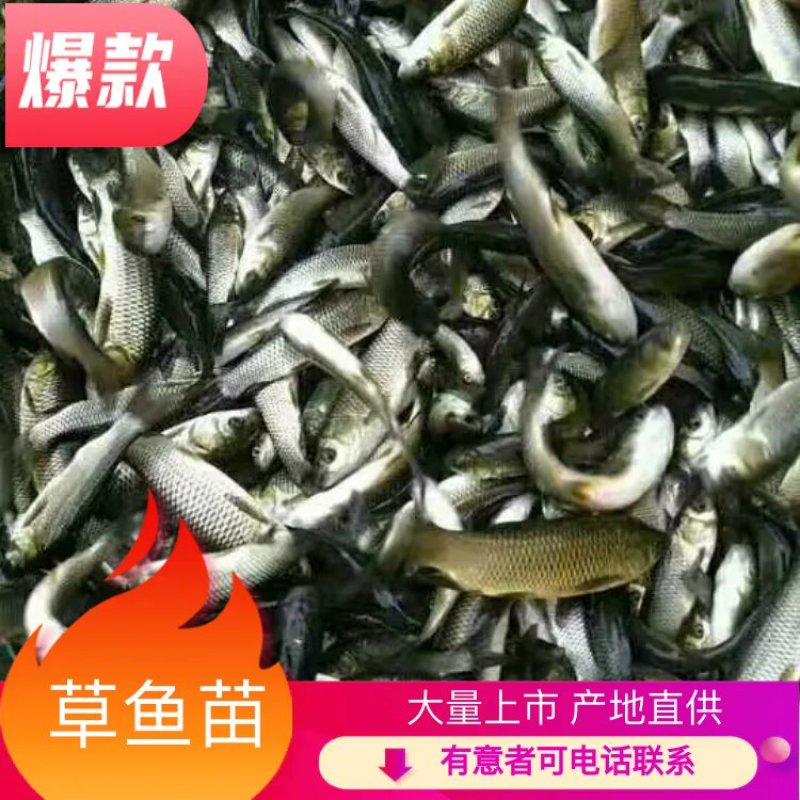 草鱼苗6~8cm人工养殖量大从优基地直发