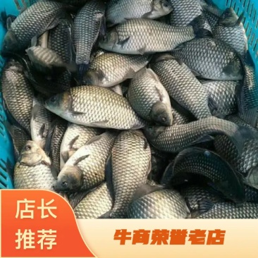 杂交鲫鱼鱼苗3~5公分大量供应中欢迎前来采购