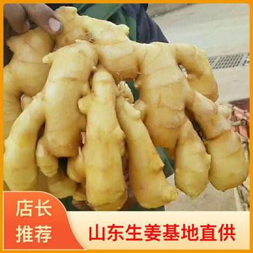 【牛商推荐】山东生姜大小黄姜欢迎来产地常年全国发货
