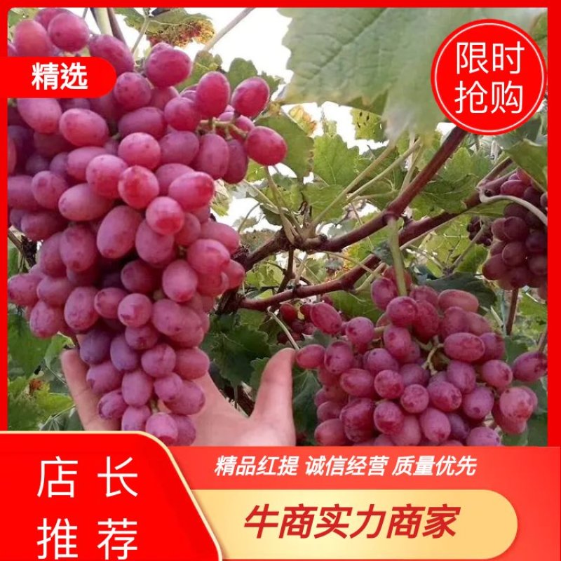 【推荐】河北红提葡萄大量上市品质保证颜色好口感好