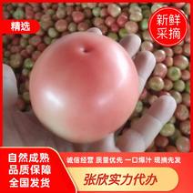 【优质西红柿】银川西红柿产地直发量大从优支持视频看货