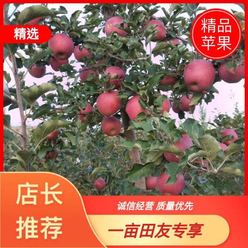 甘肃冰糖心红富士大量上市中欢迎新老客户前来选购