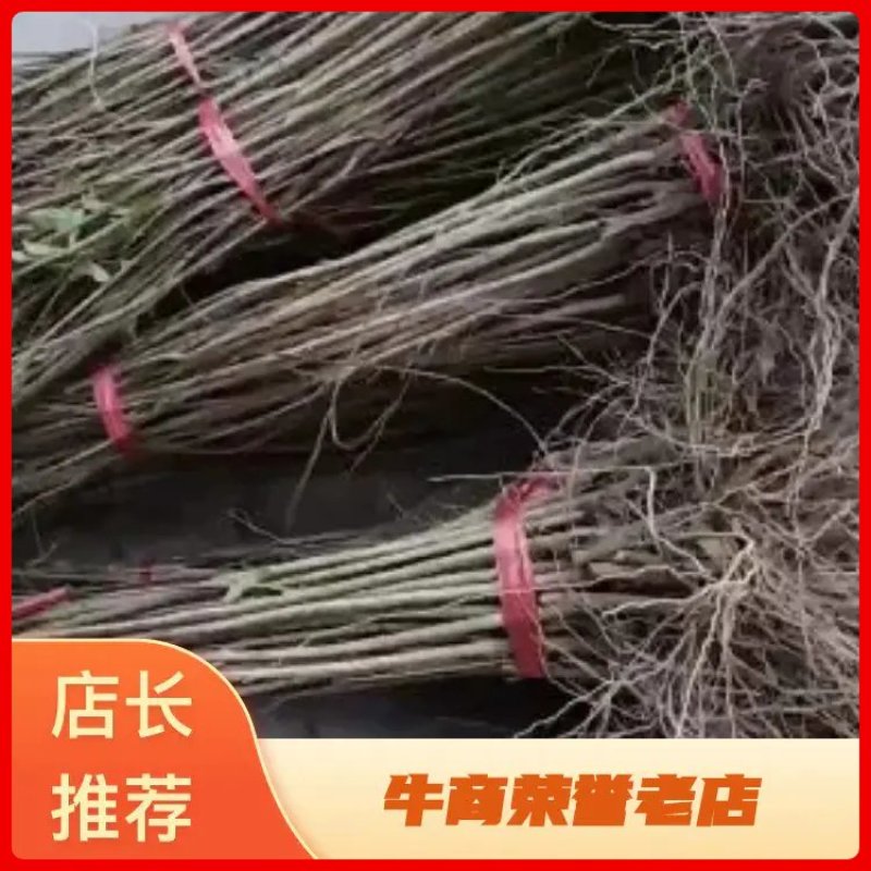 石榴苗千层花石榴软仔石榴果石榴南北种植包邮