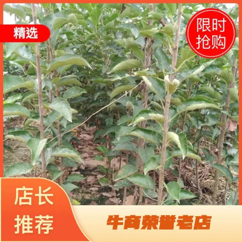 红富士苹果树苗70~80cm包品种包成活死苗补发包邮