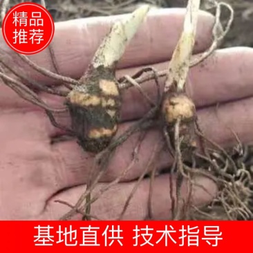 优质重楼苗，重楼种苗，多芽重楼种苗，质量保证，欢迎来电