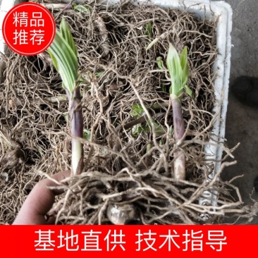 优质白芨，白芨块茎，紫花宽叶大白芨，质量好，产量高
